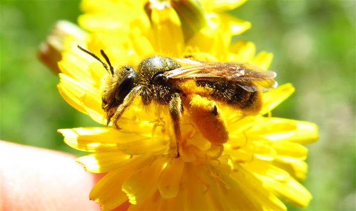 Bee for ID:   Andrena sp.,  femmina